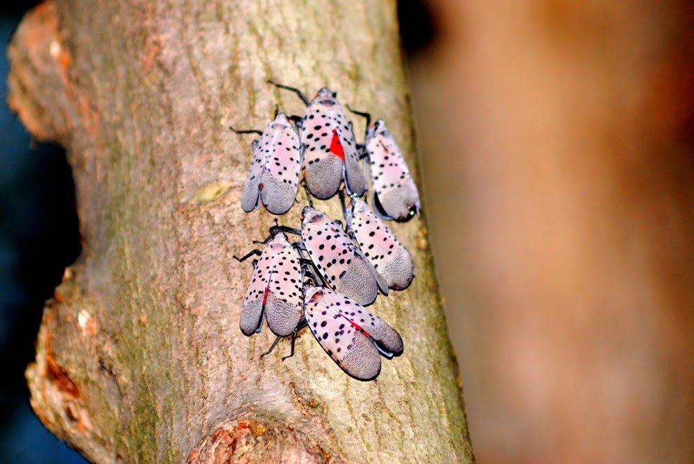 Group of 7 spotted lanterflies on a maple tree